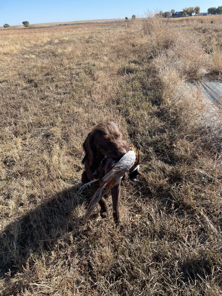 enzo vom hundehaus doing his job