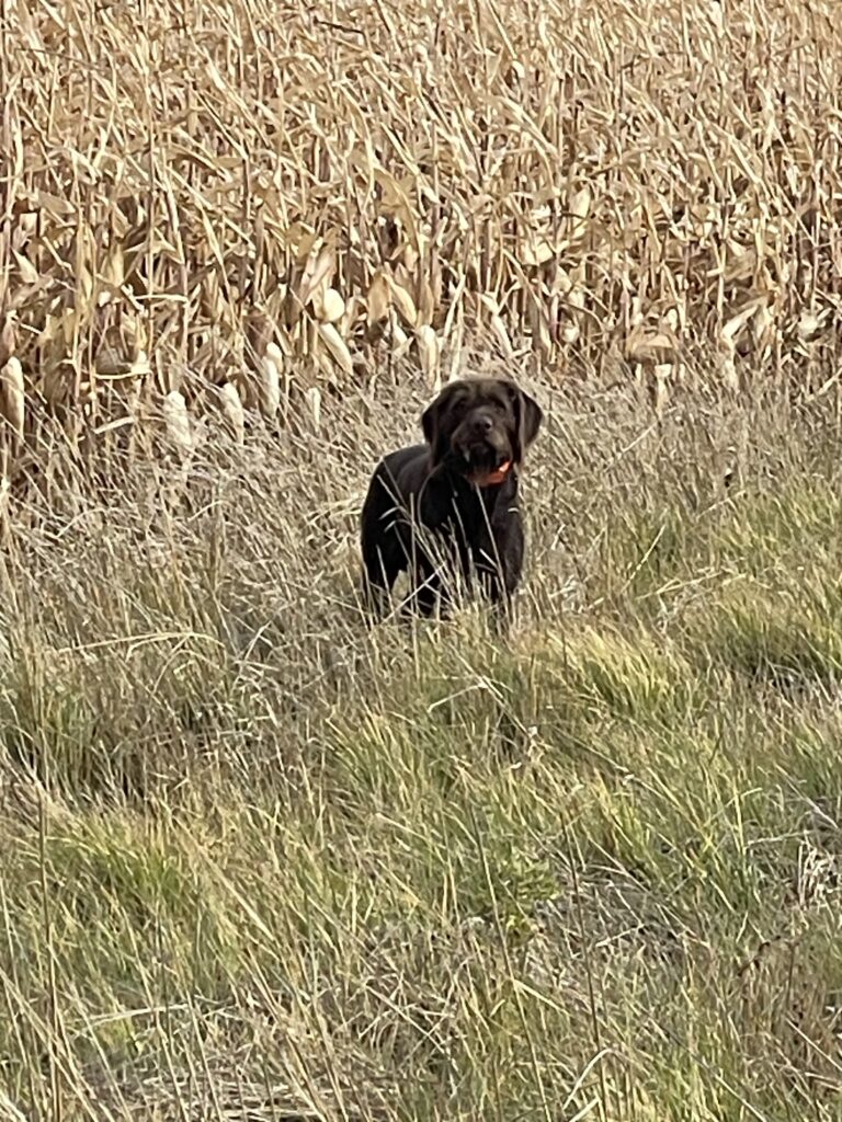 enzo vom hundehaus in the field