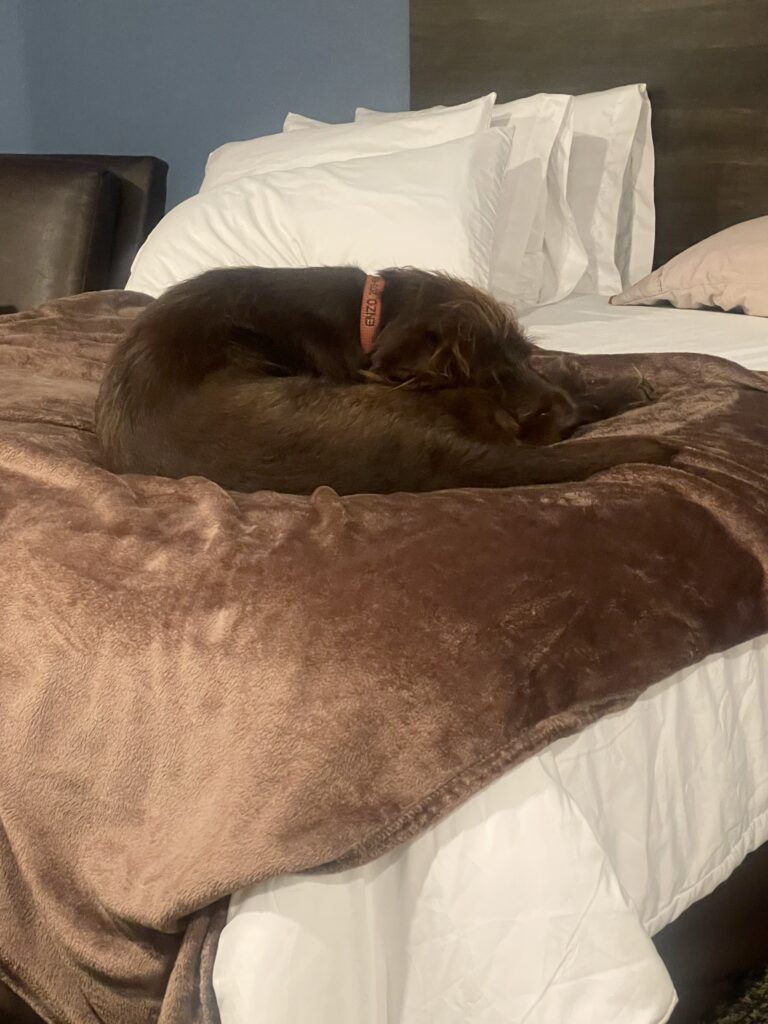 enzo vom hundehaus taking it easy