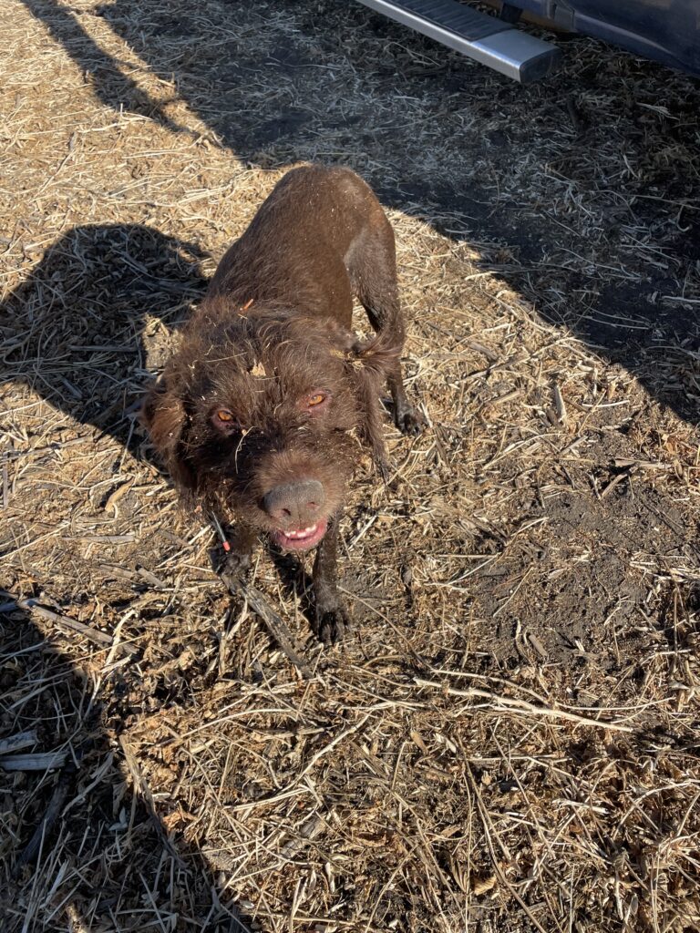 enzo vom hundehaus the clown