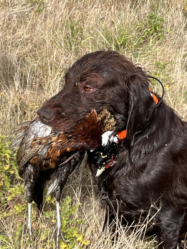 enzo vom hundehaus with pheasant